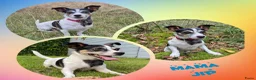 Jack Russel Terriër honden te koop: Jack russel pups - Advertentie 1