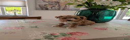 Maltipoo honden te koop: Maltipoo pups - Advertentie 3