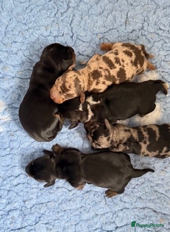 Ruwhaar Teckel honden Ruwharige dwerg teckel pups met FCI stamboom - Advertentie 4