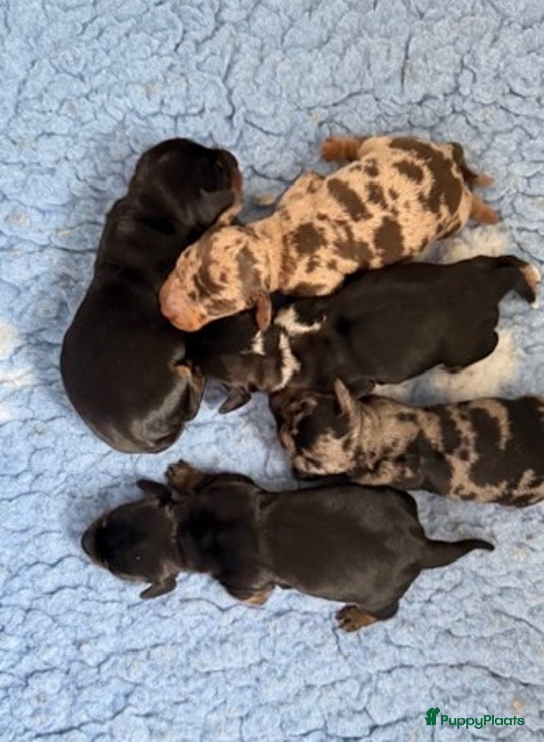 Ruwhaar Teckel honden te koop: Ruwharige dwerg teckel pups met FCI stamboom - Advertentie 1