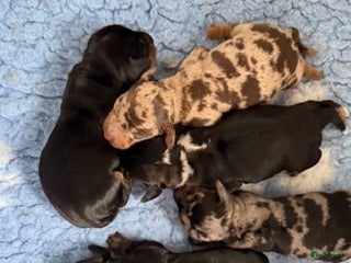 Ruwhaar Teckel honden Ruwharige dwerg teckel pups met FCI stamboom - Advertentie 1