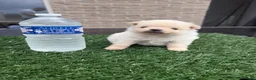 Pomeriaan honden te koop: Twee prachtige raszuivere Pomeranian beschikbaar - Advertentie 6