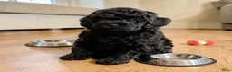 Poedel Toy honden te koop: Wegens anulering zwart toy poedel reutje - Advertentie 5