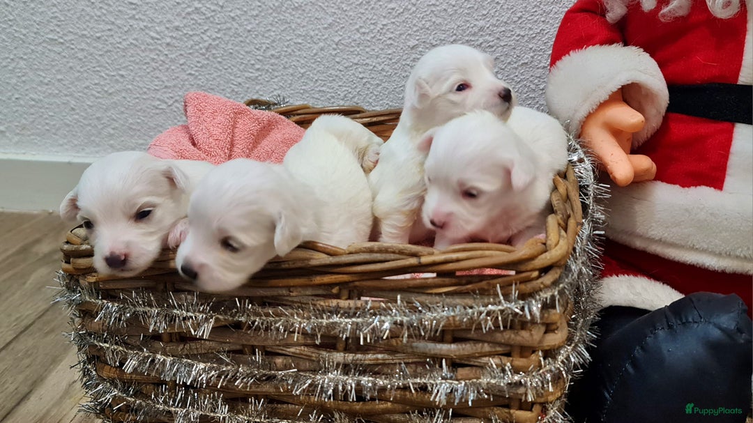 Maltezer honden te koop: 🥰 7 Prachtige Maltezer pups! 🐶 - Advertentie 2