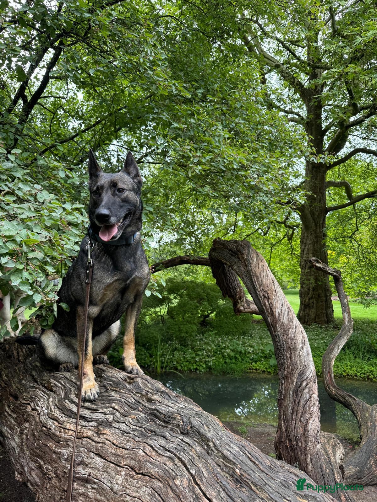 Mechelse Herder honden Mechelse herder pups - Advertentie 1