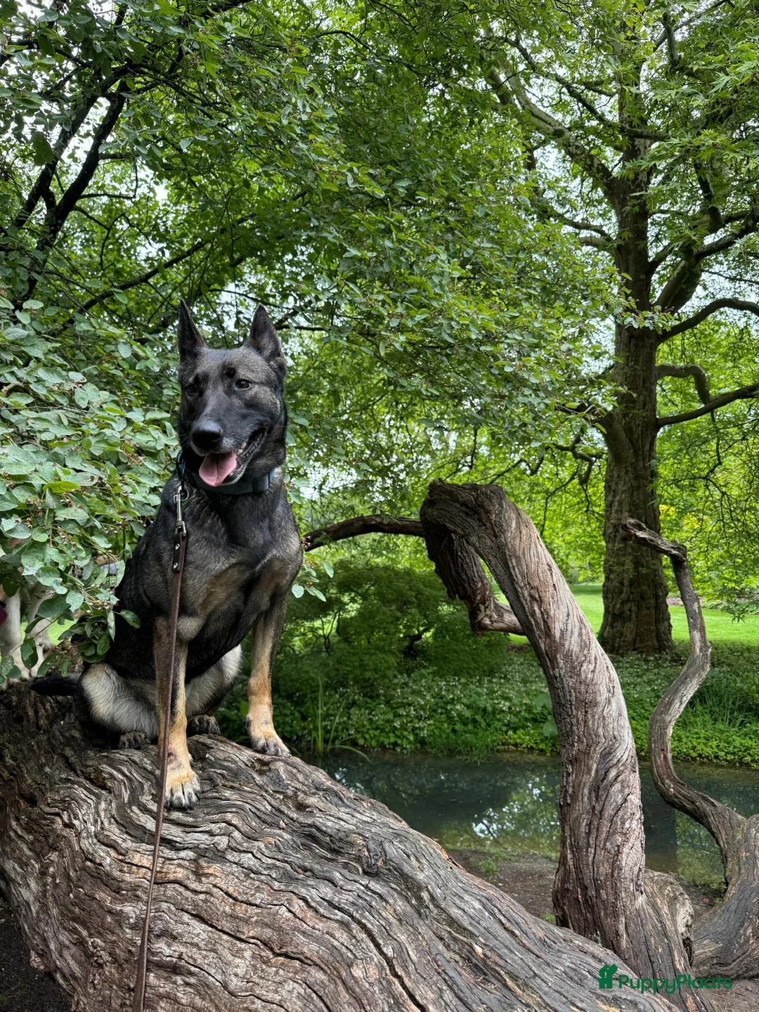 Mechelse Herder honden te koop: Mechelse herder pups - Advertentie 1