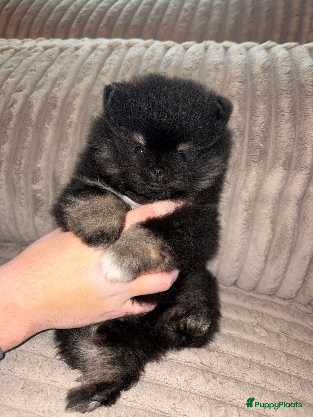 Pomeriaan honden te koop: Pomeriaan pup - Advertentie 4