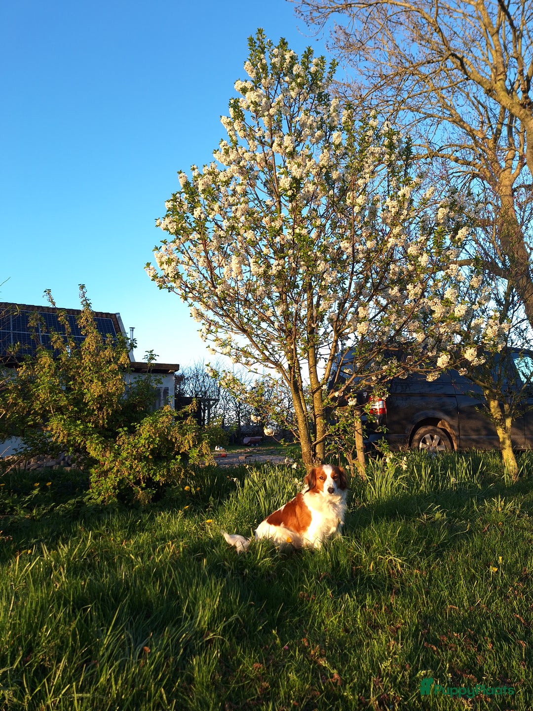Kooikerhondje honden te koop: Supermooie gesocialiseerde reutjes - Advertentie 3