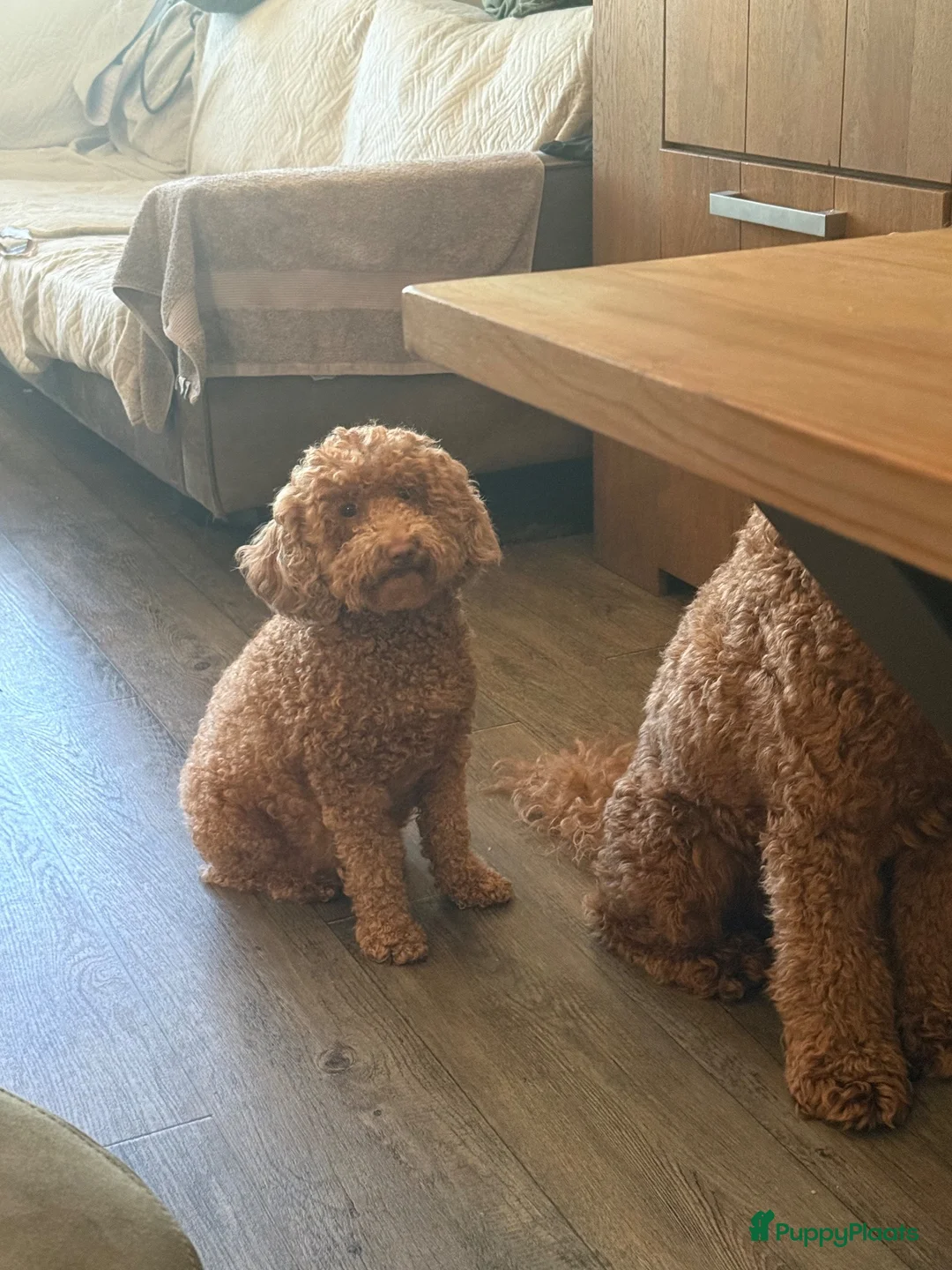 Australian Labradoodle honden te koop: Mini Australian labradoedel  in Oss - Advertentie 2