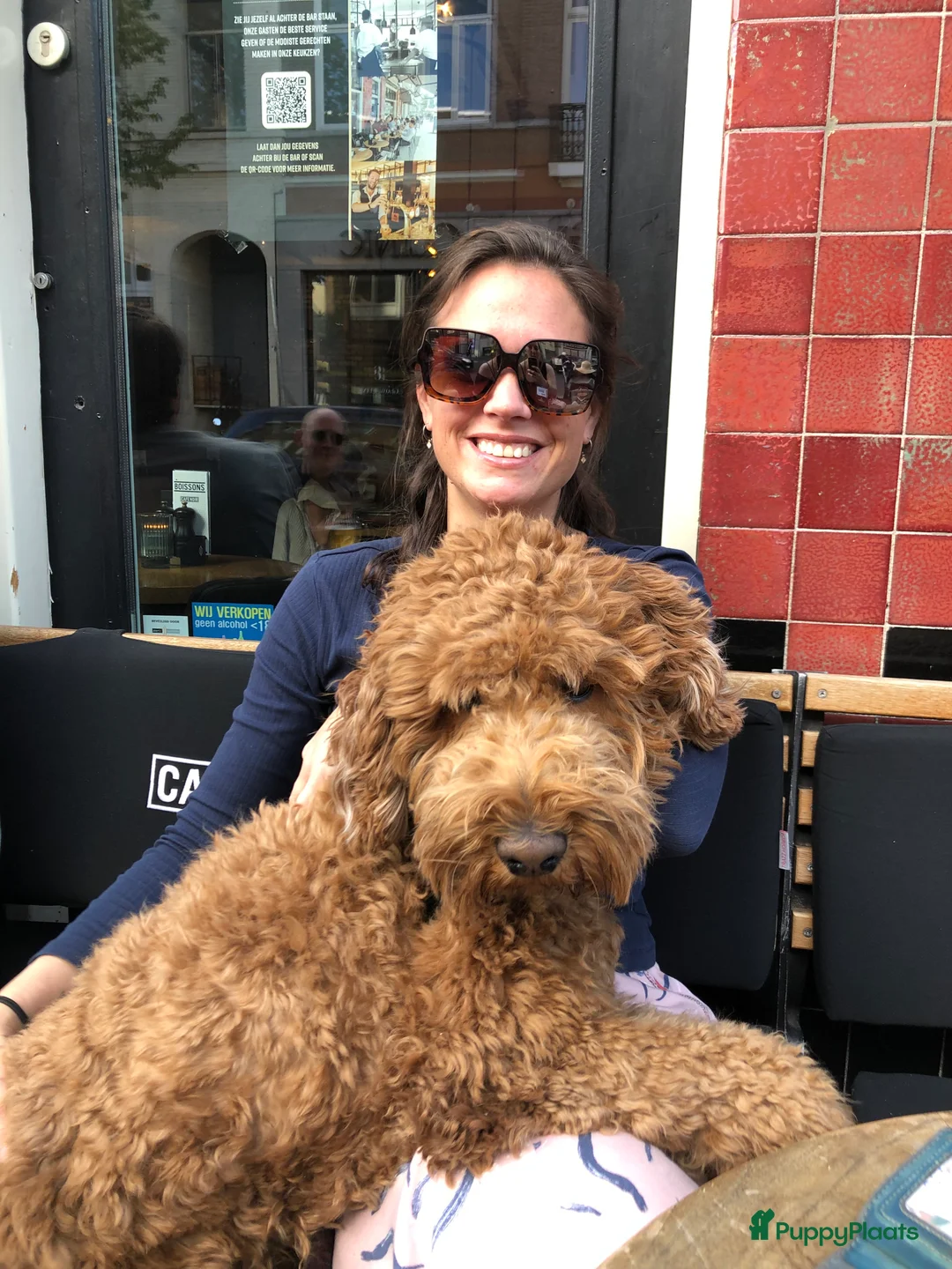 Labradoodle honden ter dekking: KNAPPE AUSTRALIAN LABRADOODLE DEKREU in Breda - Advertentie 3