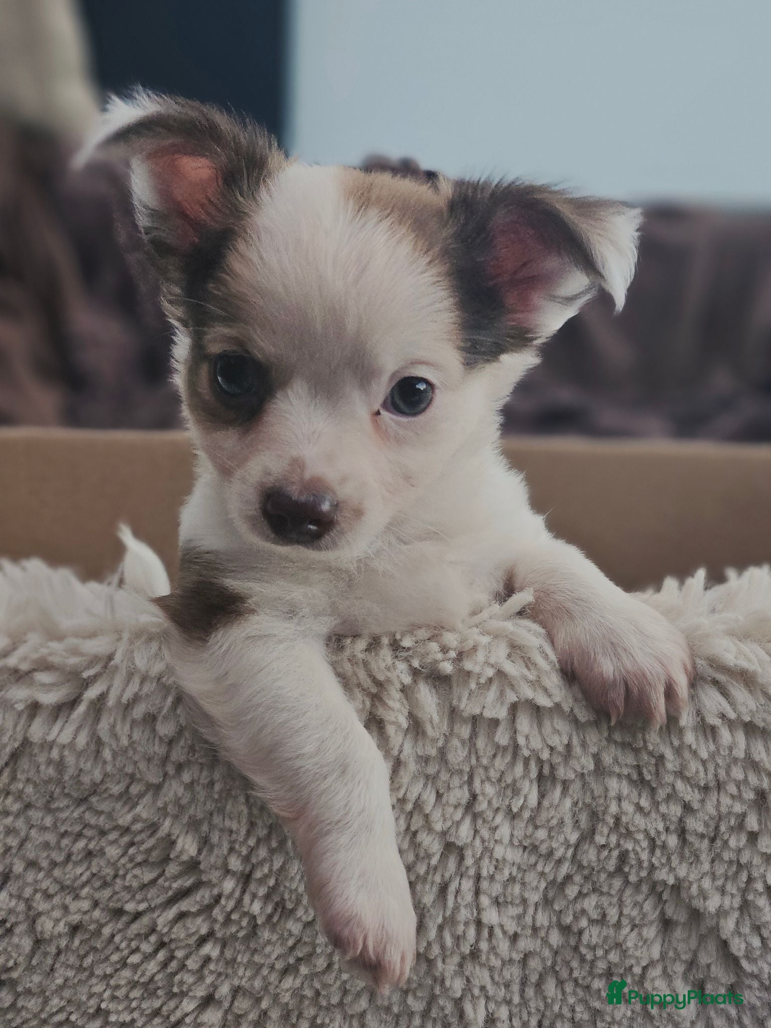 Chihuahua honden Raszuivere Chihuahua pups reutjes - Advertentie 1