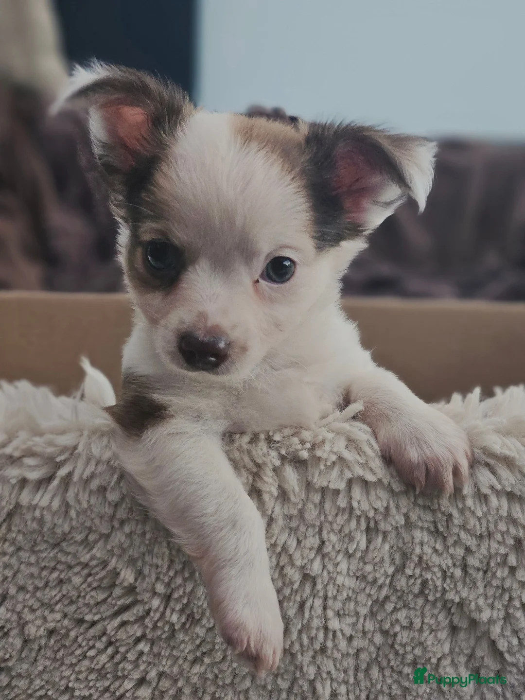 Chihuahua honden te koop: Raszuivere Chihuahua pups reutjes - Advertentie 1