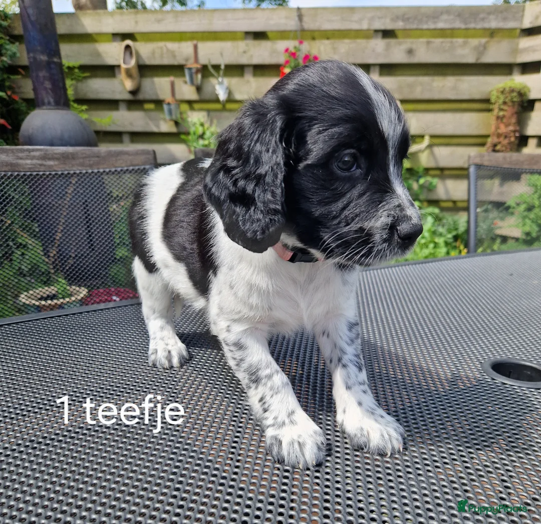 Friese Stabij honden te koop: Sasha en haar puppy's - Advertentie 1
