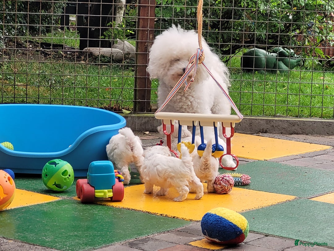Bichon Frisé honden te koop: Puppy Bichon Frisé - Afbeelding 8