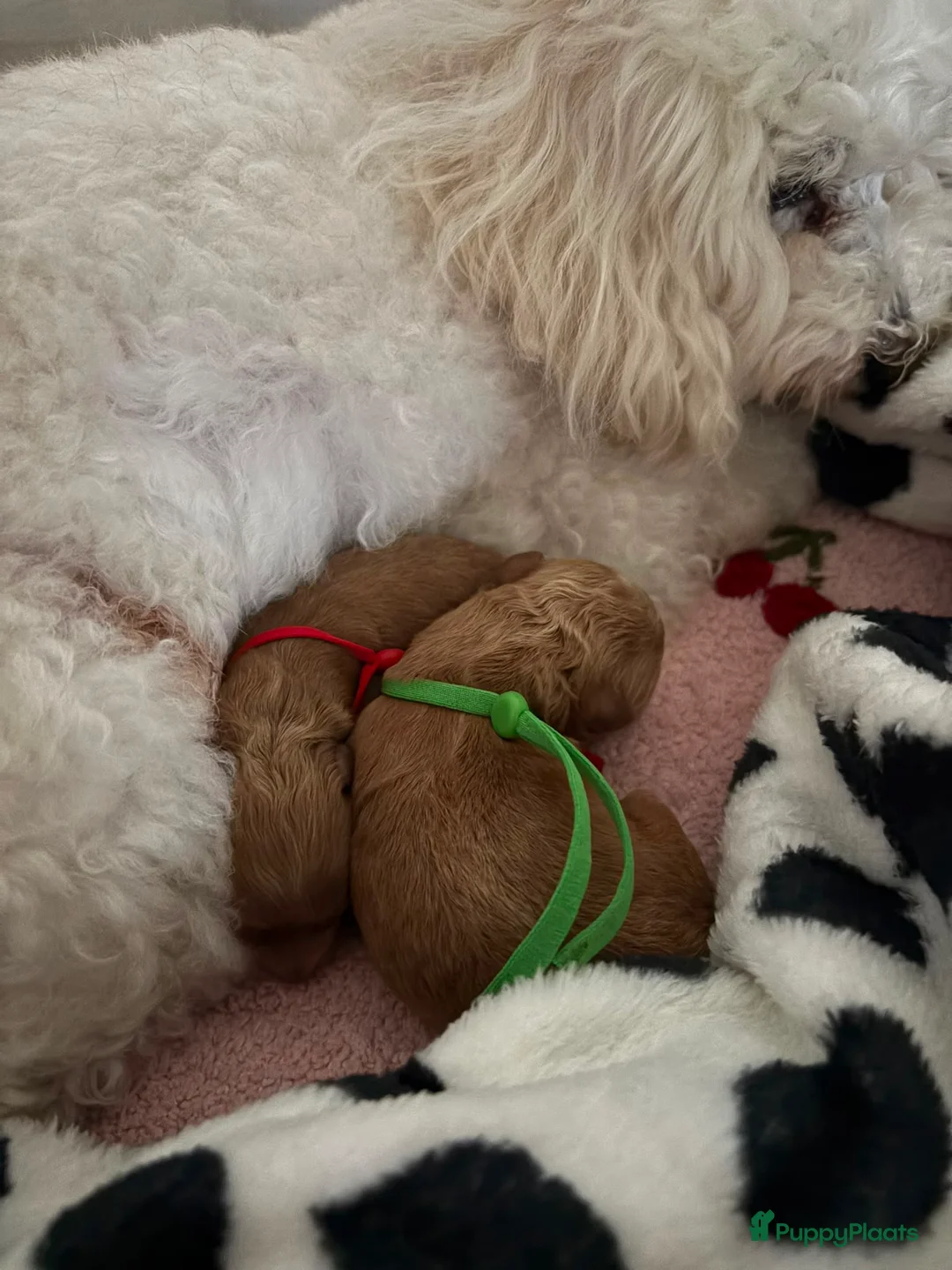 Cavapoo honden te koop: Cavapoo F1BB (Female) - Advertentie 2