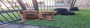 Cockapoo 5
