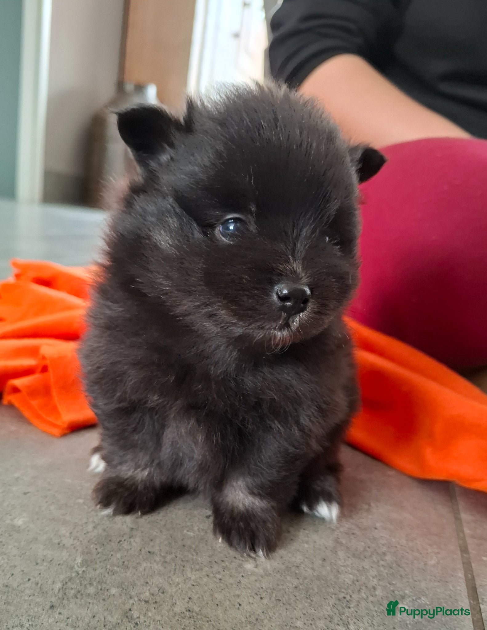 Pomeriaan honden Dwergkees nog 1 reutje - Advertentie 1