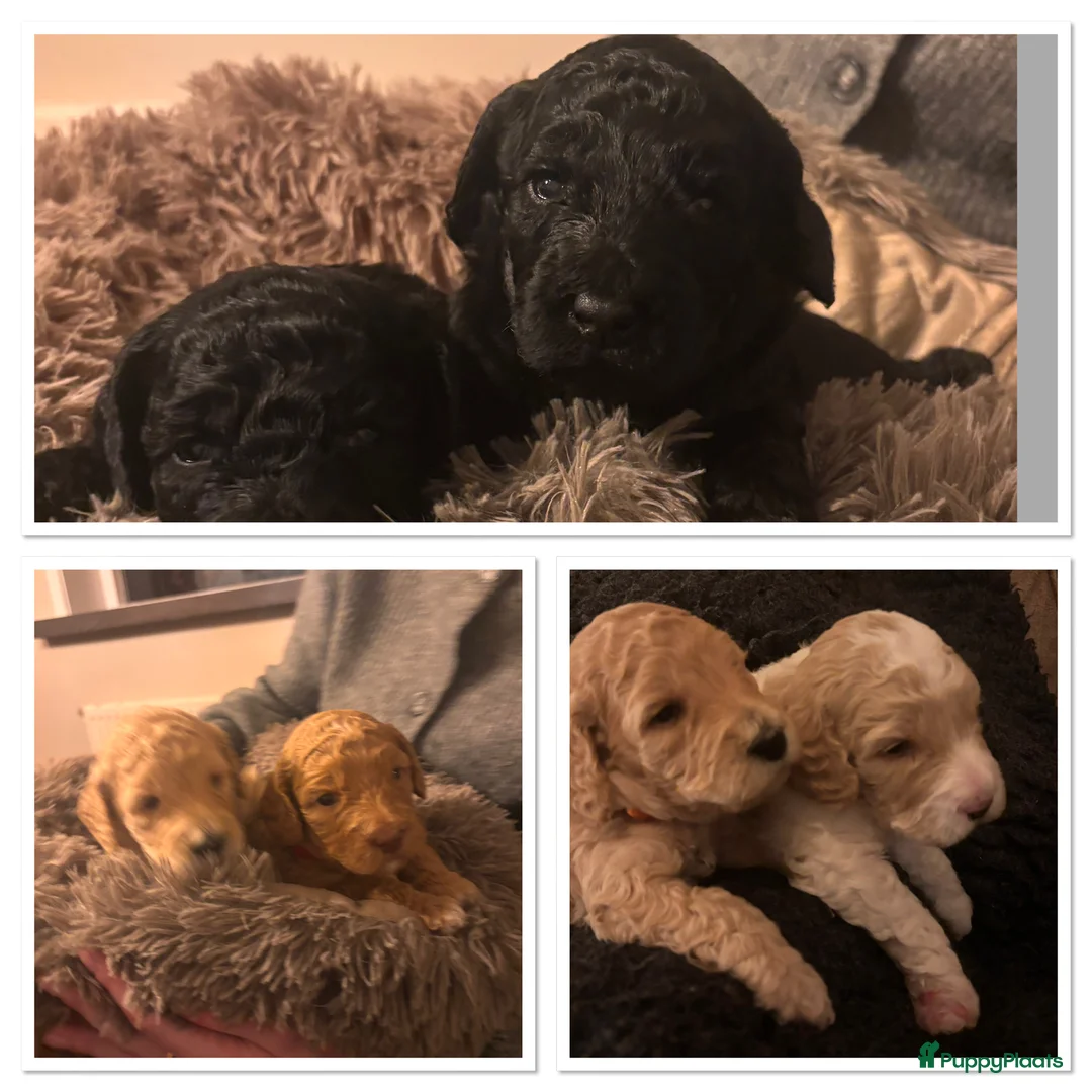 Kruising honden te koop: Prachtige  mini labradoodle pups  - Advertentie 1
