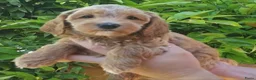 Australian Labradoodle honden te koop: Nog 2 bijzondere reutjes op zoek naar hun huisje - Advertentie 5