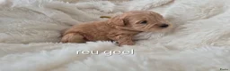 Australian Labradoodle honden te koop: Australian labradoodle pups te reserveren  - Advertentie 4
