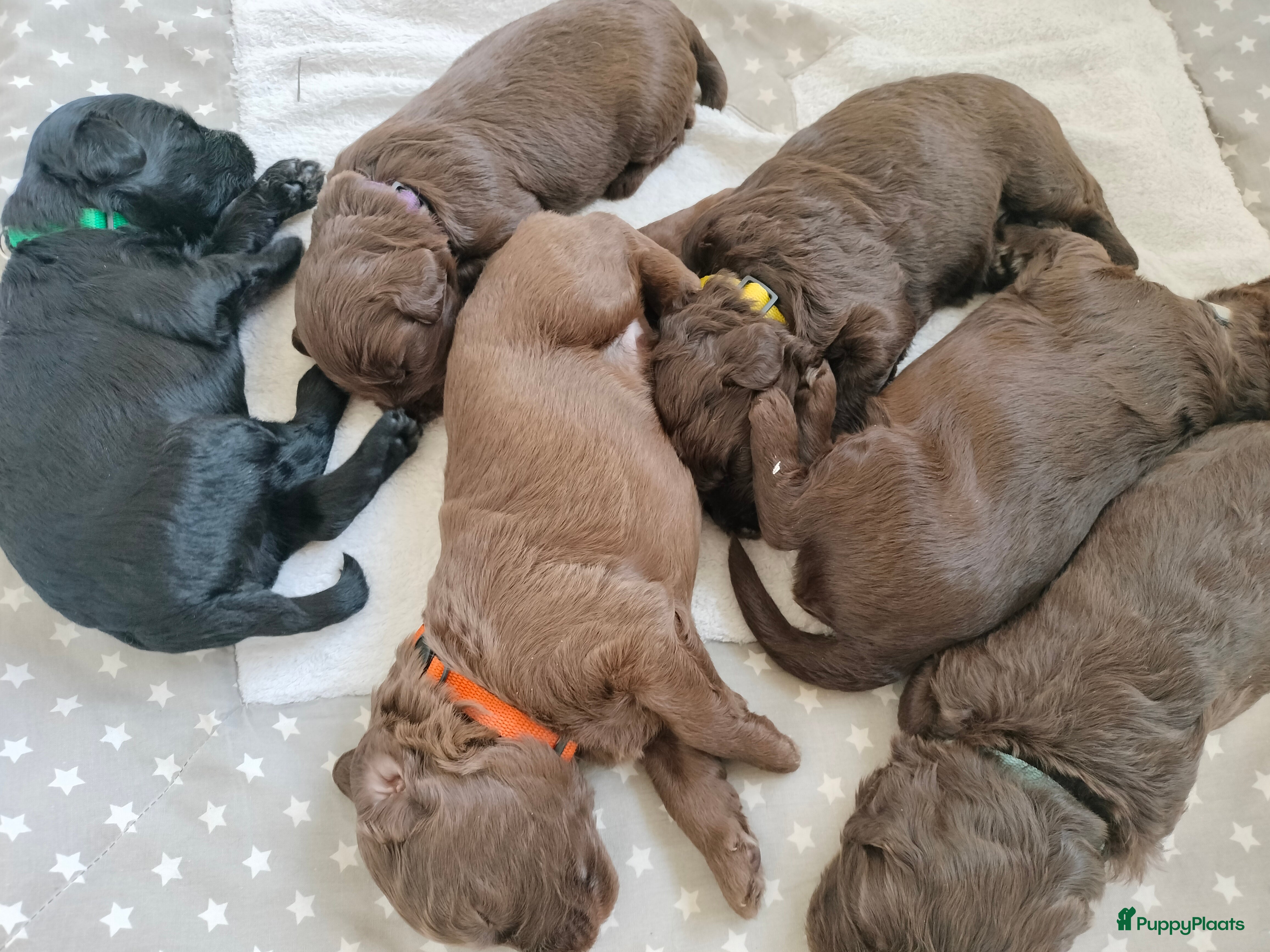 Labradoodle honden Labradoodle pups mini/medium, liggen in woonkamer in Mariahout - Advertentie 1