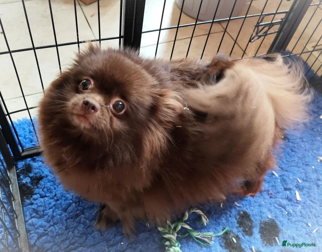 Pomeriaan honden te koop: Twee super schattige mini pomeranian puppys ! 🩷 - Advertentie 2