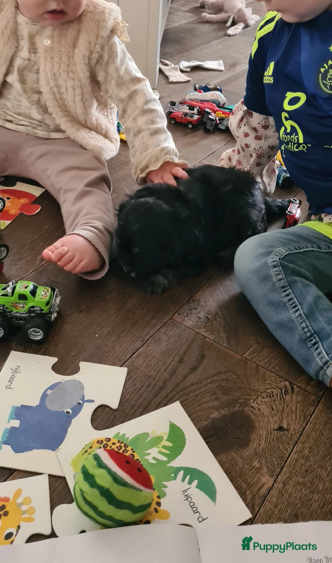 Maltipom honden te koop: Prachtig Lieve,shipom in ons gezin opgegroeid - Advertentie 28