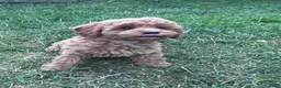 Poedel Toy honden te koop: Toy poedel raszuiver  - Advertentie 4