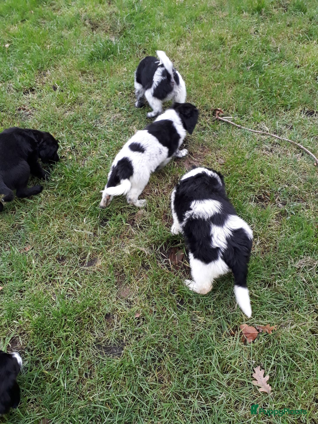 Kruising honden te koop: Leuke en lieve kruising pups(1 reutje beschikbaar) - Advertentie 19