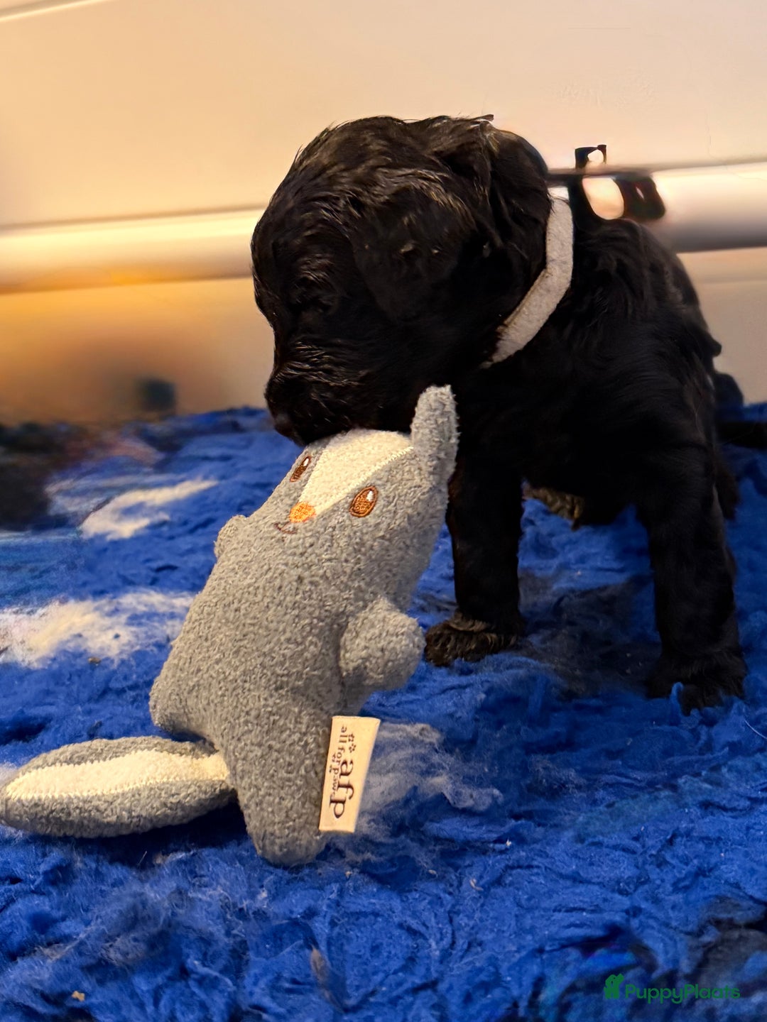 Kruising honden te koop: Goldendoodle/labradoodle  - Advertentie 18