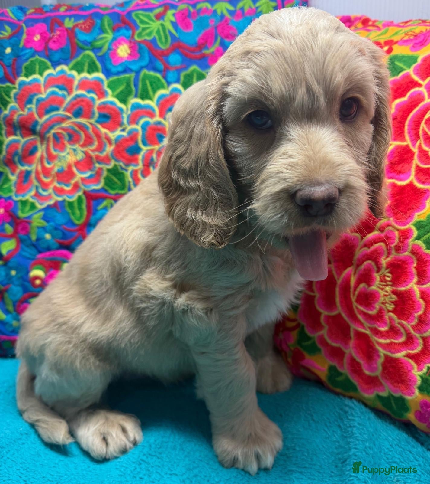 Labradoodle honden te koop: Labradoodles te koop - Advertentie 2
