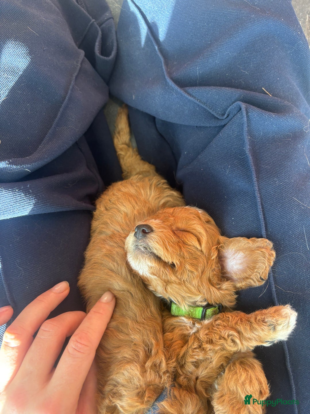 Labradoodle honden te koop: Mini labradoodle te koop - 1 teefje beschikbaar - Advertentie 6