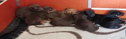 Kruising honden te koop: Pups kruising Dobermann x Rottweiler/Weimaraner in Terwolde - Advertentie 4