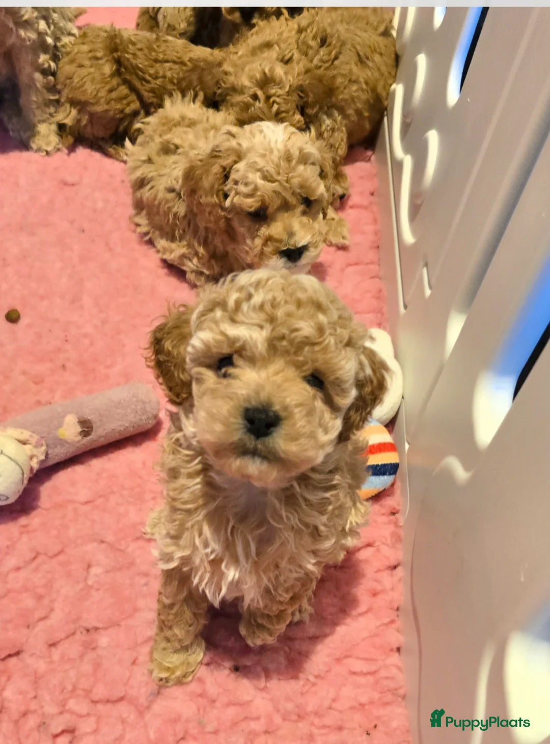 Maltipoo honden te koop: Mooie Maltipoo / toy poedel pup pups - Advertentie 10