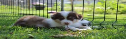Australian Shepherd honden te koop: Australian shepherd pups beschikbaar - Advertentie 2
