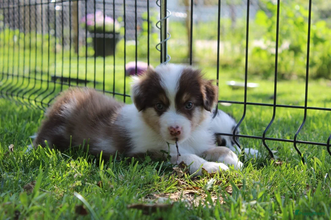 Australian Shepherd honden te koop: Australian shepherd pups beschikbaar - Advertentie 2