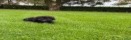 Kruising honden te koop: Boomer x Poedel (Boompoo) pups - Advertentie 14