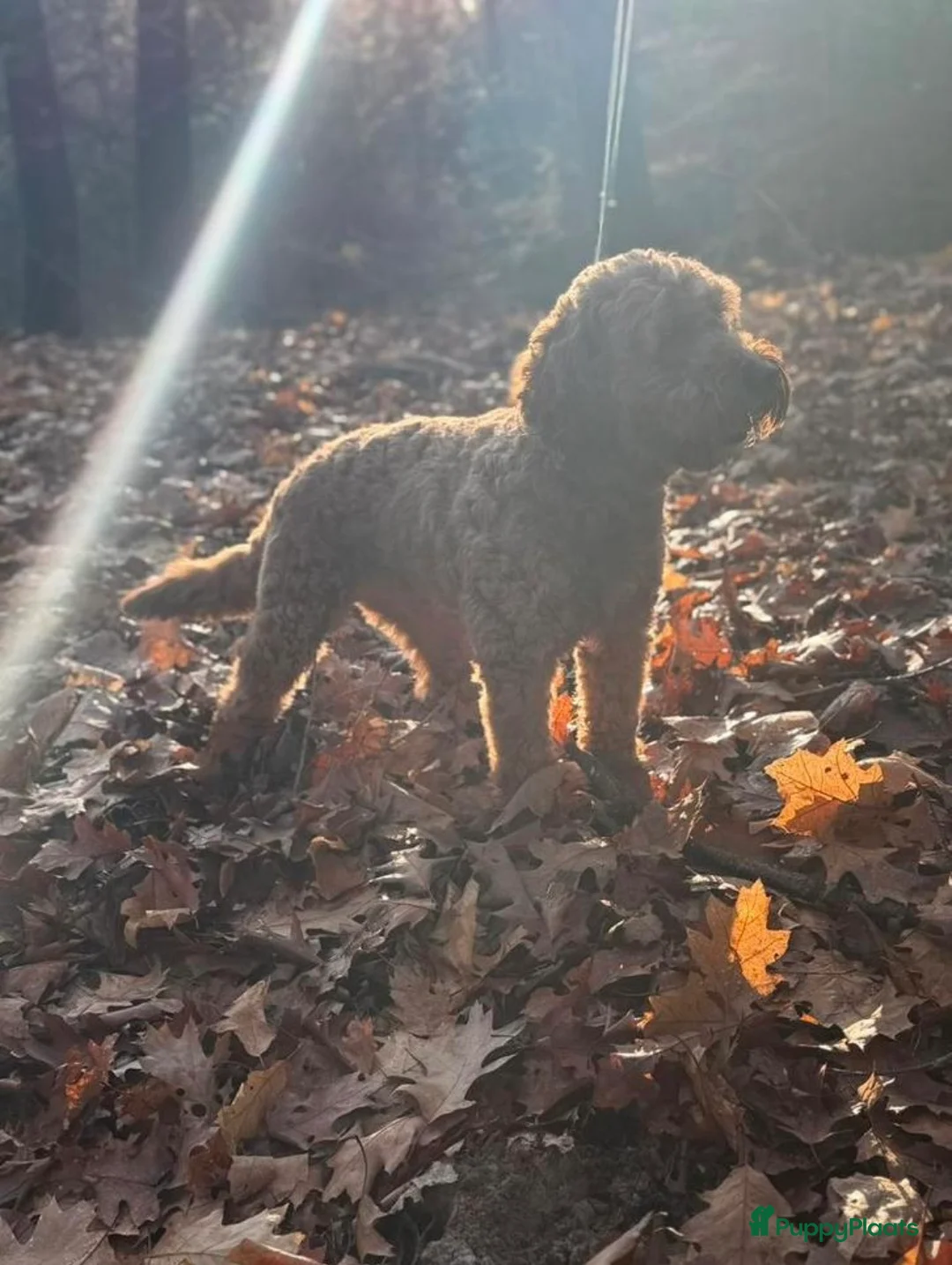 Australian Labradoodle honden te koop: Medium Cobberdog/Australian Labradoodles geboren! - Advertentie 34