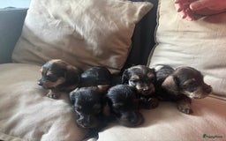 Teckel (korthaar)  honden te koop:  1 Leuke schattige teckelpup (TEEFJE ) - Afbeelding 2