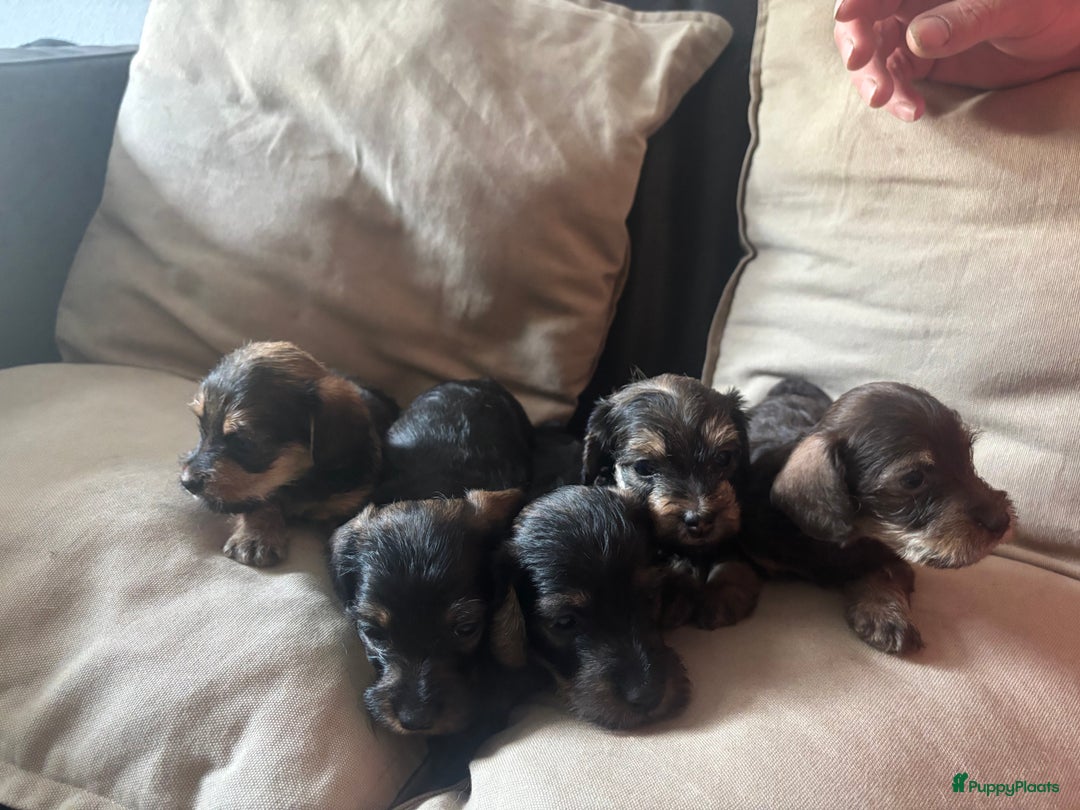 Teckel (korthaar)  honden te koop:  1 Leuke schattige teckelpup (TEEFJE ) - Afbeelding 2