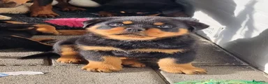 Rottweiler Puppy 2