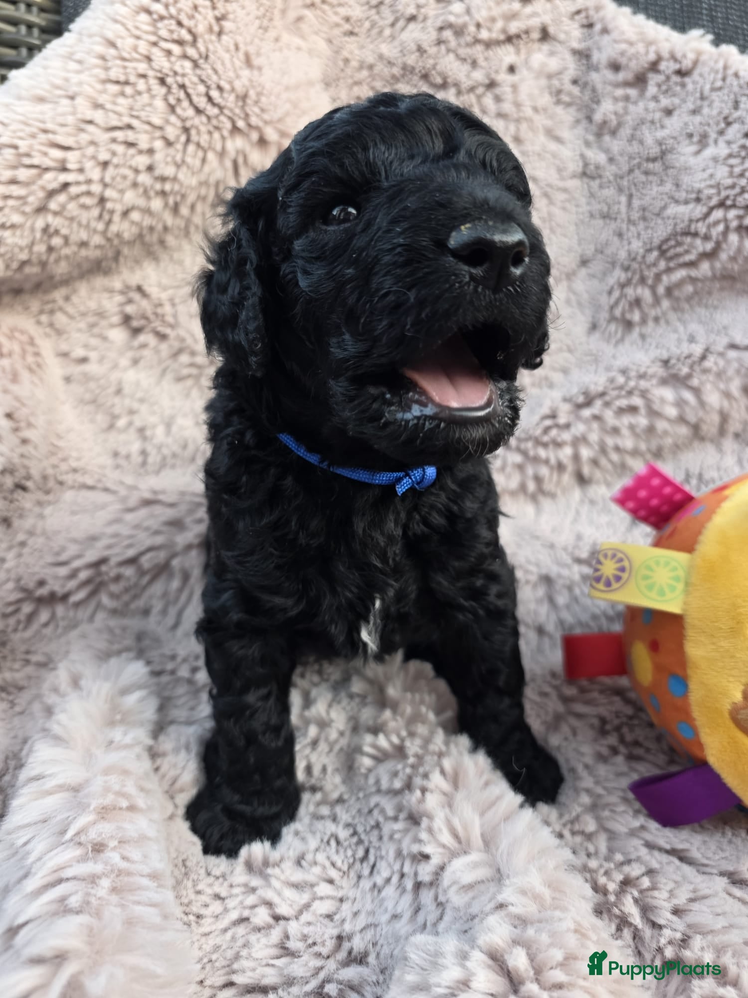 Kruising honden ✨ Golden doodle Bailey is moeder mooie 8 pups  - Advertentie 2