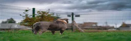 Amerikaanse Bully honden te koop: American Bully XL pups verwacht in Loosdrecht - Advertentie 5