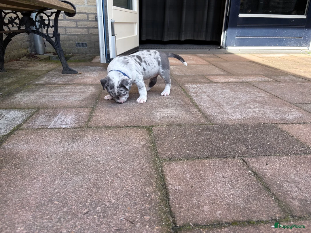 Amerikaanse Bully honden te koop: American bully in Zaltbommel - Advertentie 3