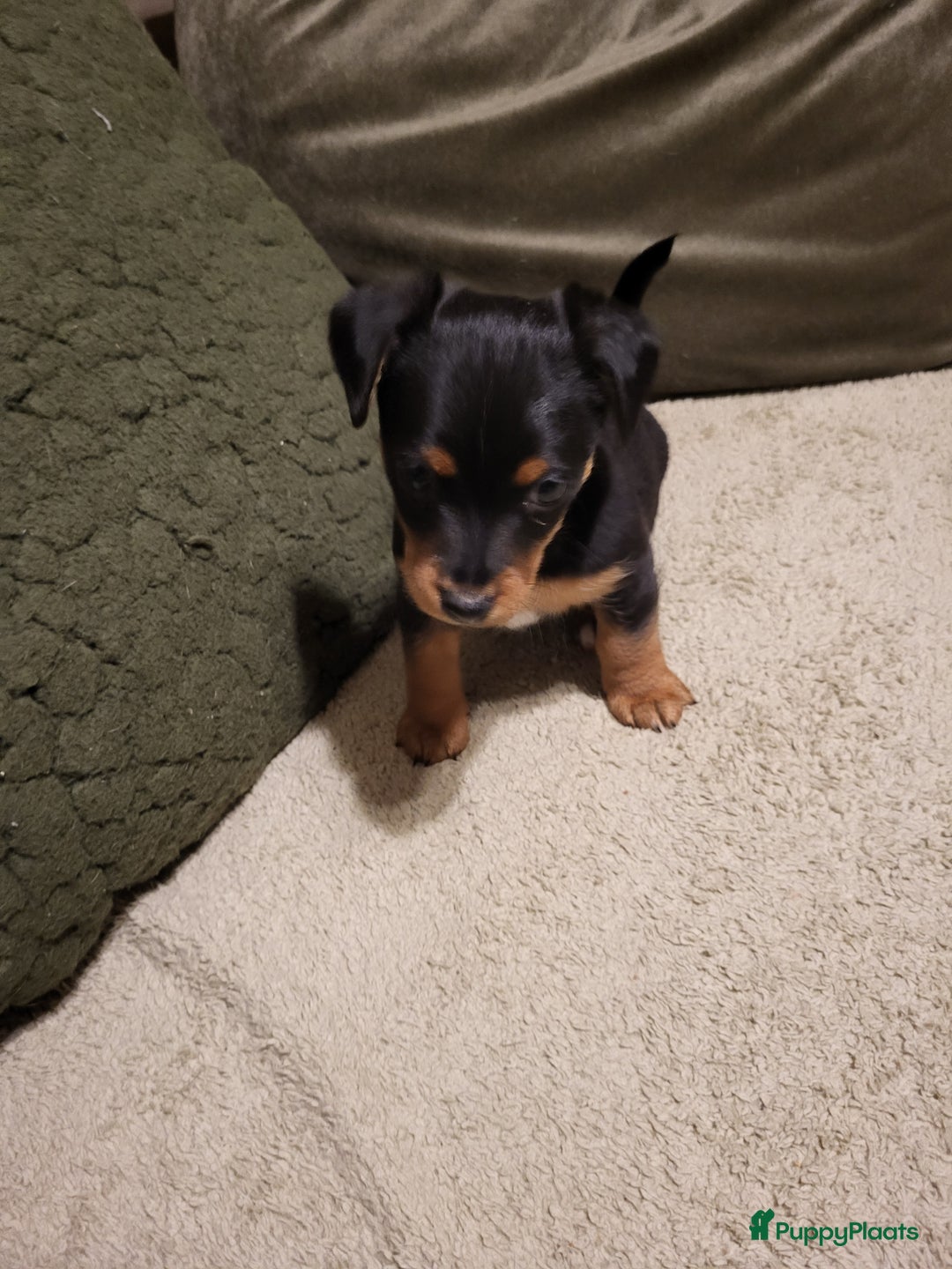 Jack Russel Terriër honden te koop: Black en tan  broertjes zoeken nog een warm mandje - Advertentie 3