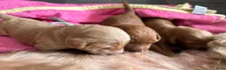 Australian Labradoodle honden te koop: Australische labradoodle pups - Advertentie 9