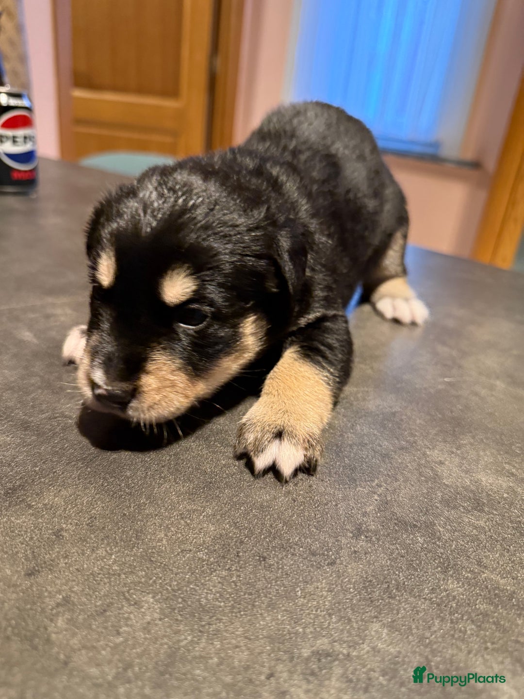Kruising honden te koop: Super lieve bernskypuppy’s - Afbeelding 10