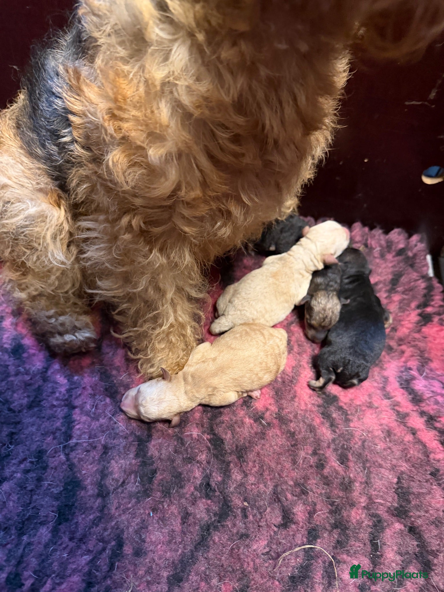 Lakeland Terriër honden Leuke lakeland pups met stamboom - Advertentie 2