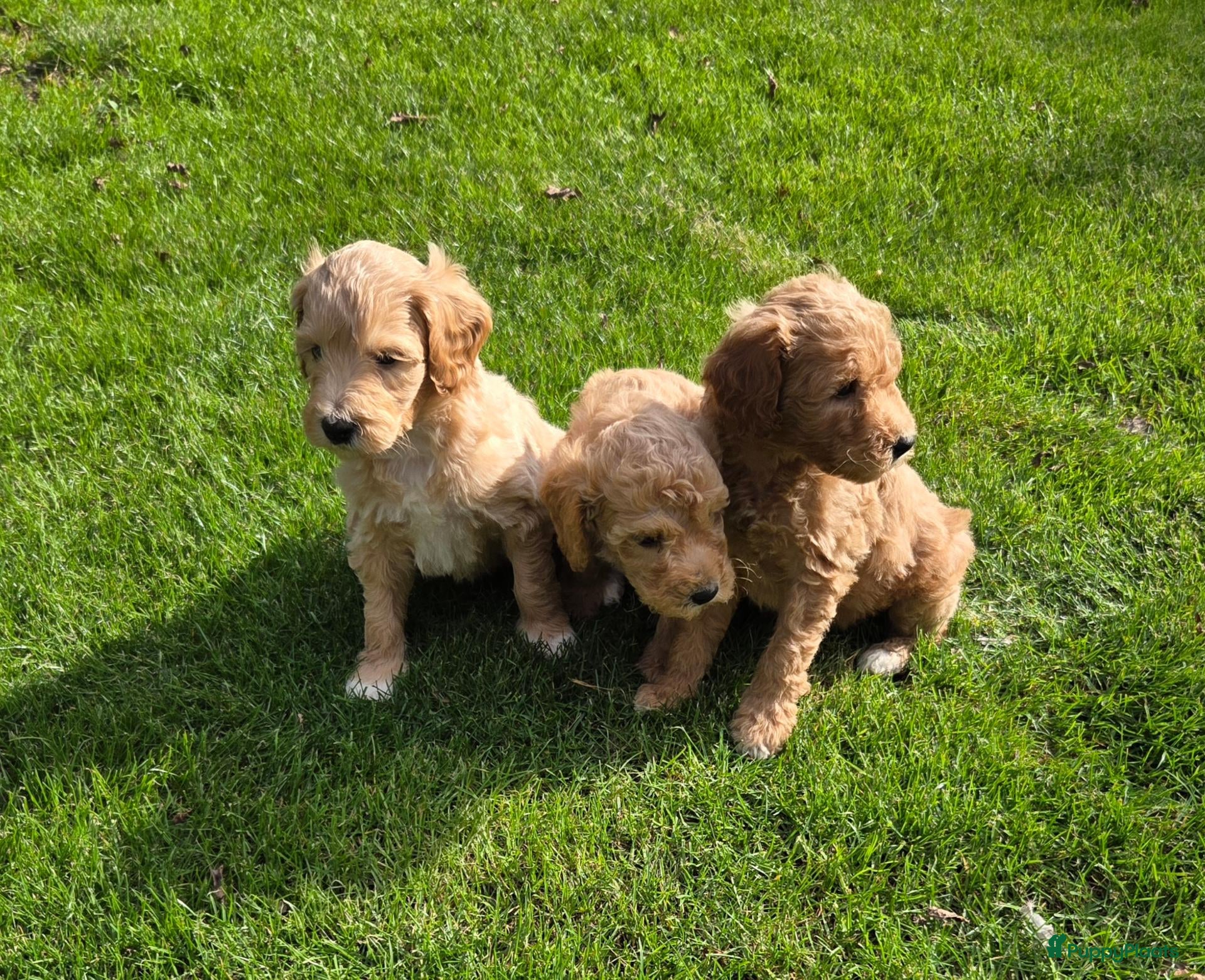 Kruising honden Labradoodle pups kleine medium F3 abrikoos  - Advertentie 4