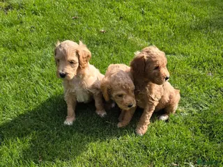 Kruising honden Labradoodle pups kleine medium F3 abrikoos - Advertentie 4
